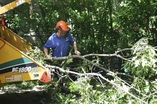 tree services Braintree